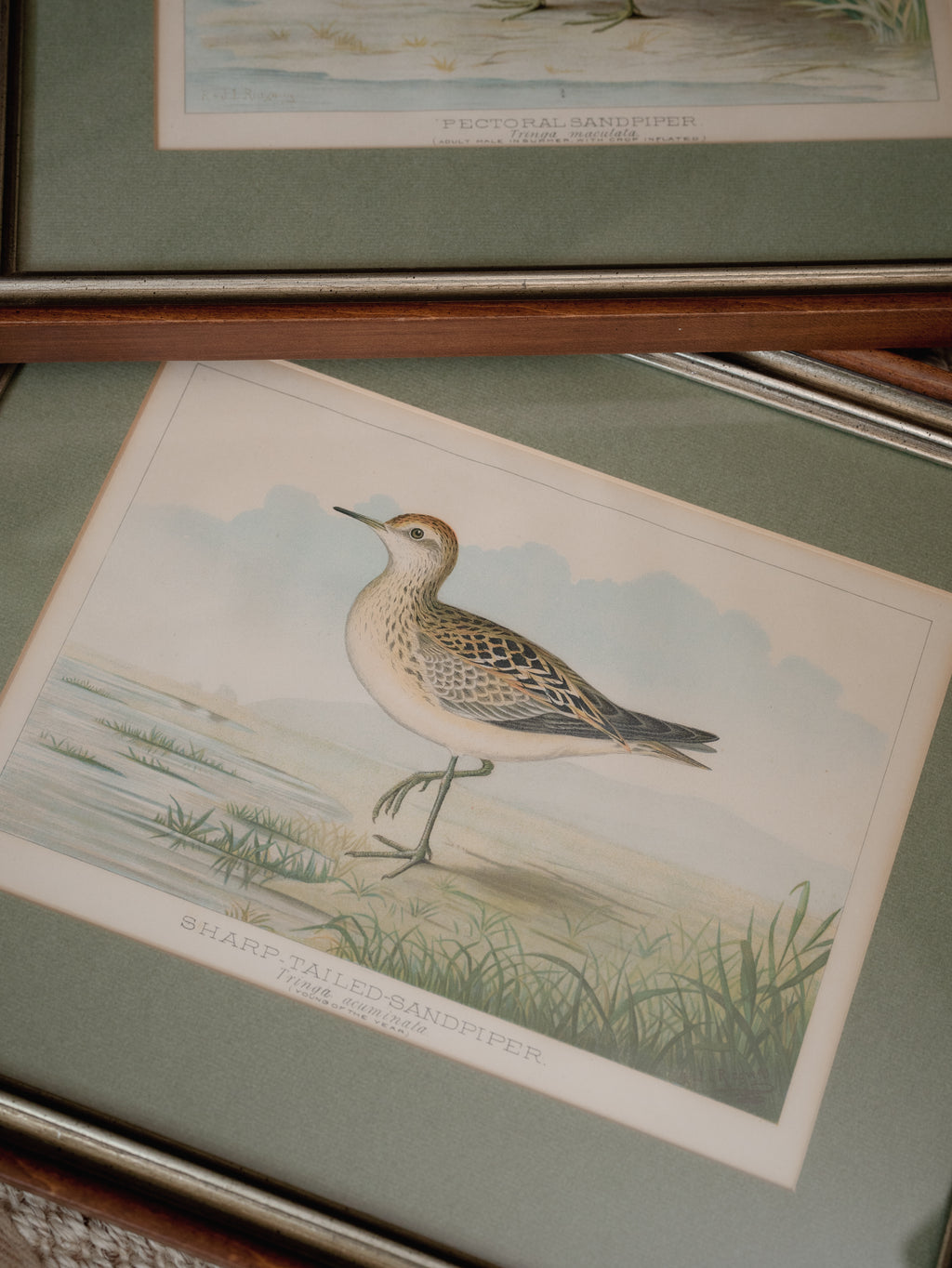 R.J. Ridgway Bird Lithographs — Set of 4, Matted & Framed