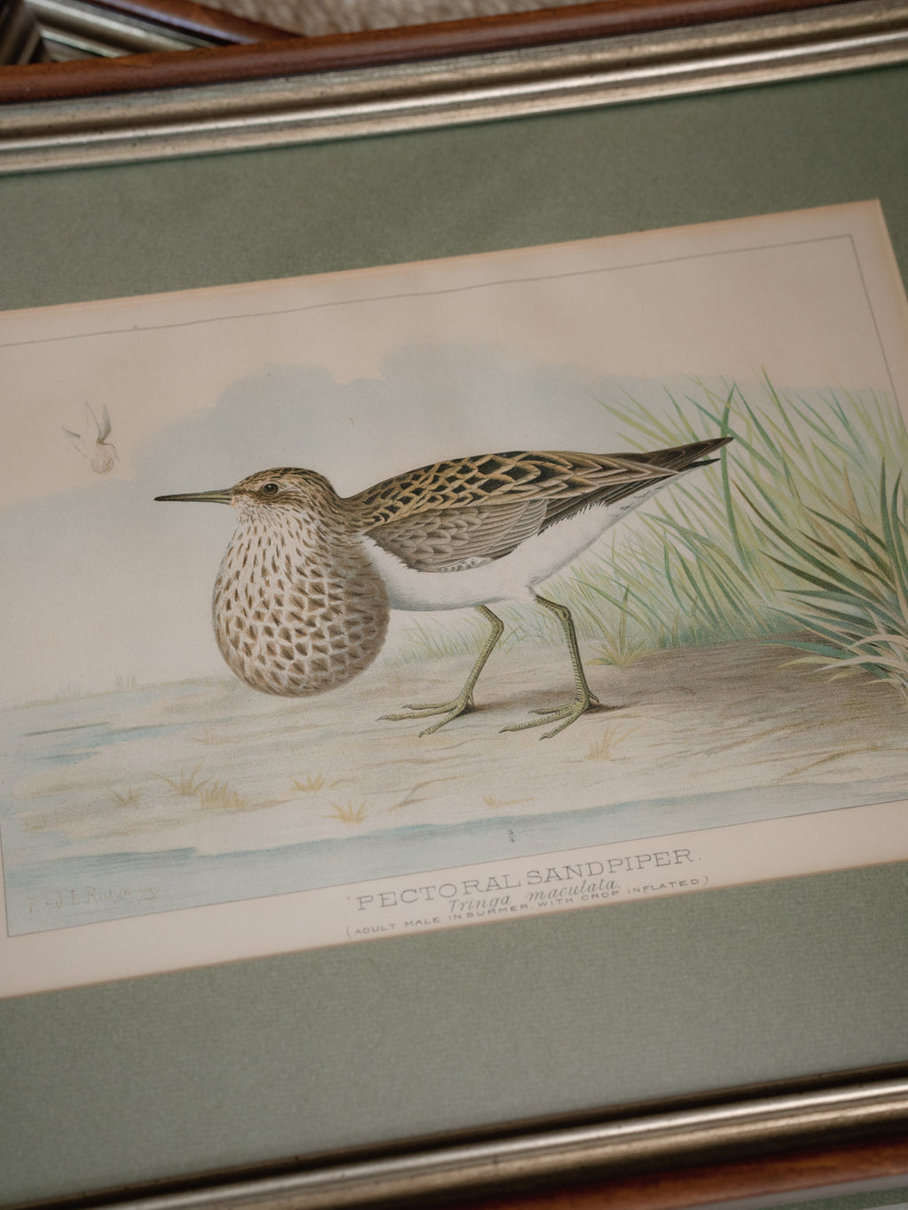 R.J. Ridgway Bird Lithographs — Set of 4, Matted & Framed
