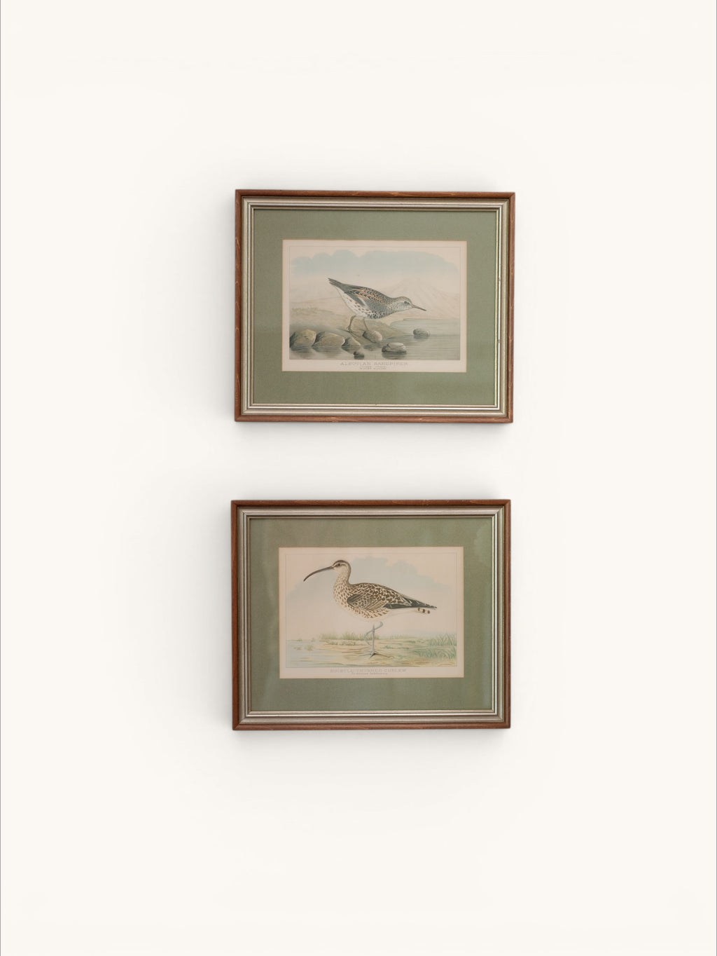R.J. Ridgway Bird Lithographs — Set of 4, Matted & Framed