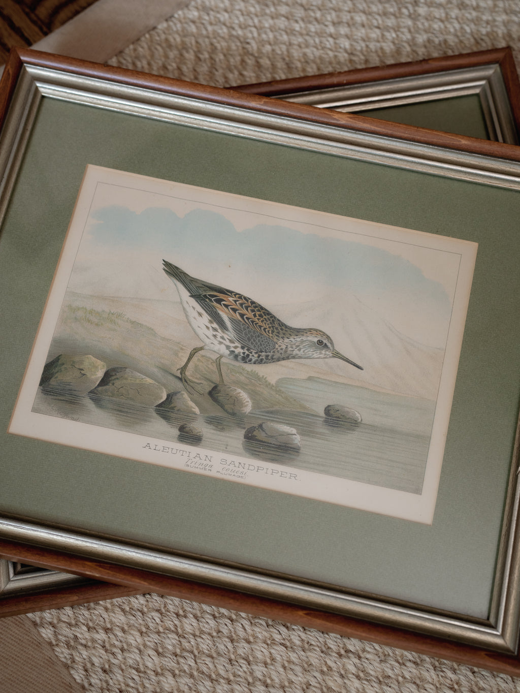 R.J. Ridgway Bird Lithographs — Set of 4, Matted & Framed