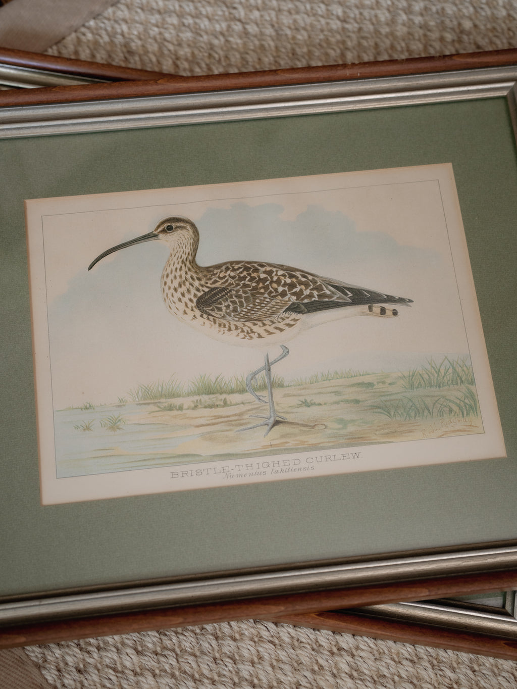 R.J. Ridgway Bird Lithographs — Set of 4, Matted & Framed