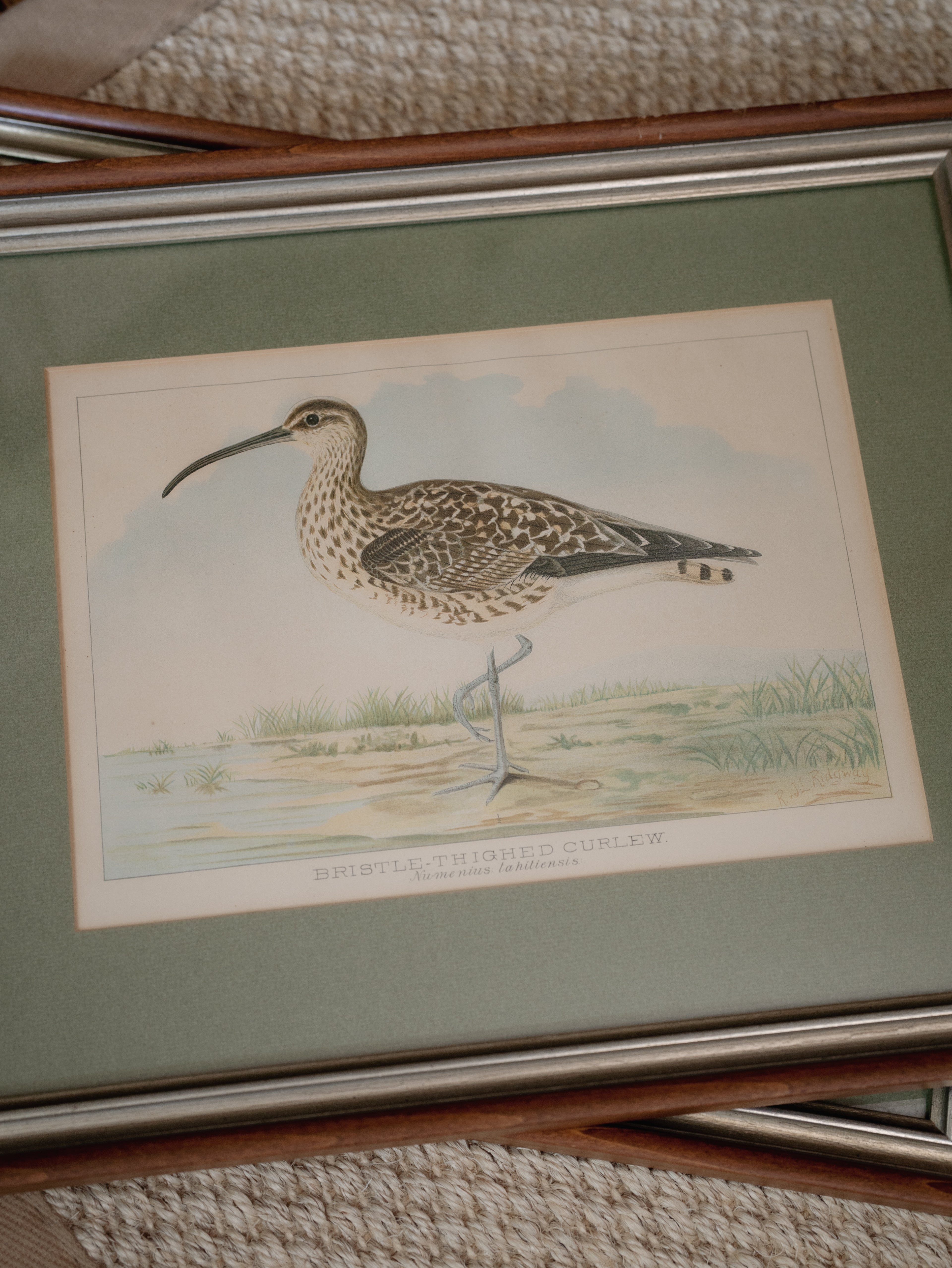 R.J. Ridgway Bird Lithographs — Set of 4, Matted & Framed