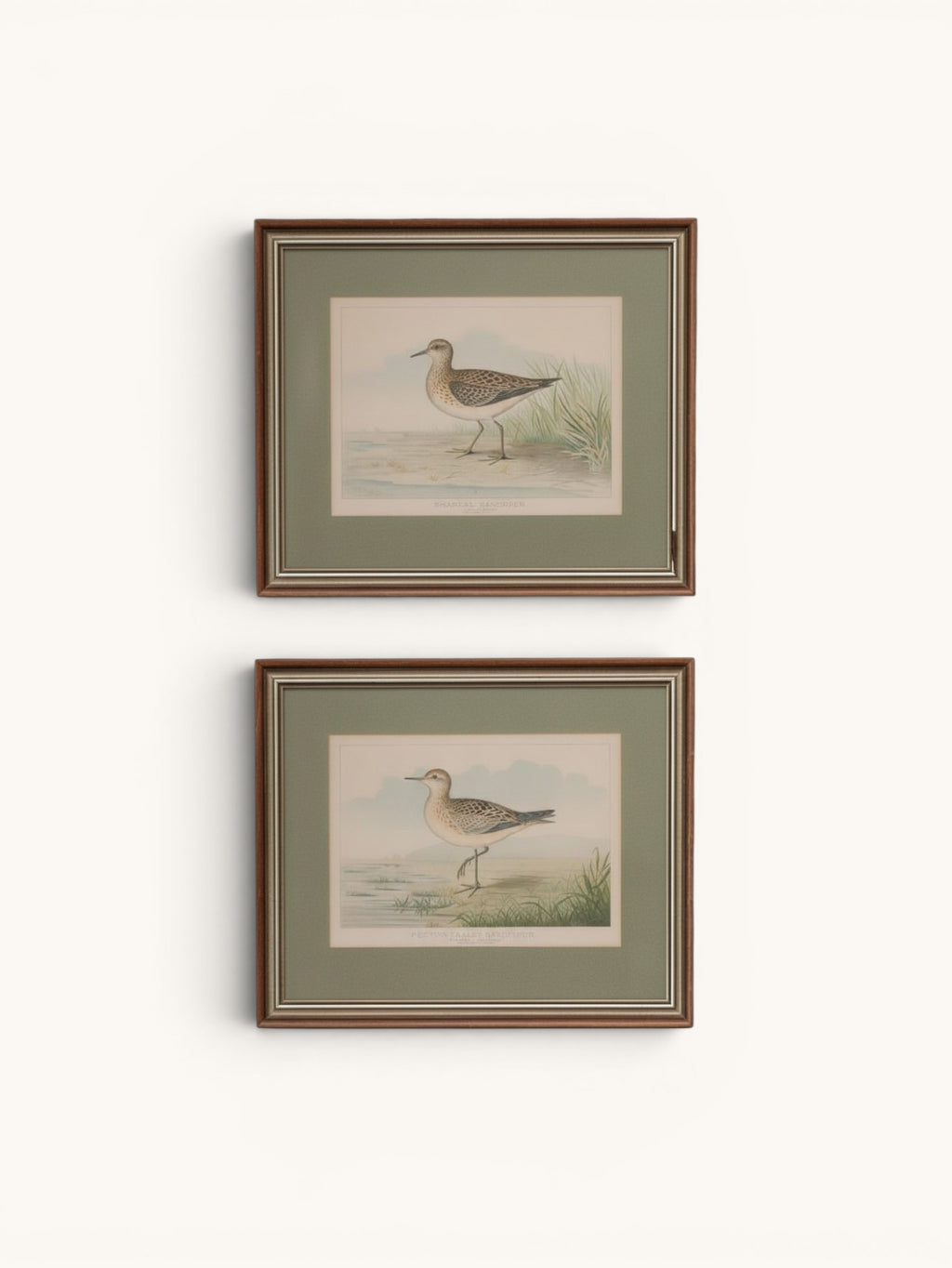 R.J. Ridgway Bird Lithographs — Set of 4, Matted & Framed