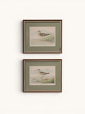 R.J. Ridgway Bird Lithographs — Set of 4, Matted & Framed
