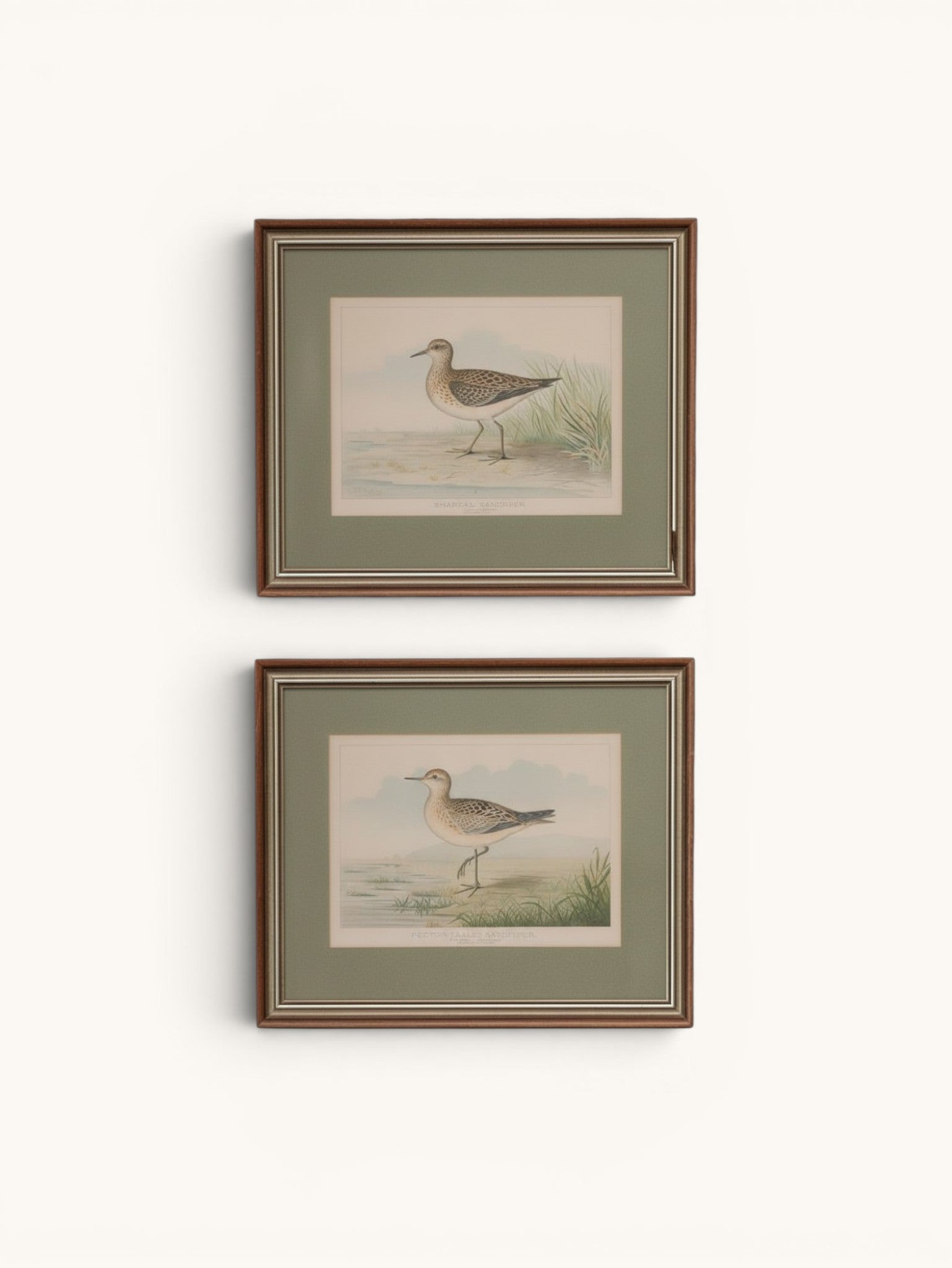 R.J. Ridgway Bird Lithographs — Set of 4, Matted & Framed